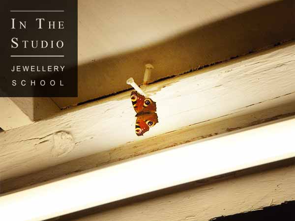 Red Admiral butterfly